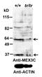 RNA-binding protein MEX3C antibody, STJ72803, St John