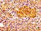 Cholecystokinin receptor type A antibody, LS-C669881, Lifespan Biosciences, Immunohistochemistry paraffin image 