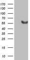 Steroid hormone receptor ERR2 antibody, CF805453, Origene, Western Blot image 