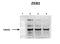 Zinc Finger E-Box Binding Homeobox 2 antibody, ARP39141_P050, Aviva Systems Biology, Western Blot image 