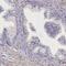 Ankyrin repeat domain-containing protein 2 antibody, HPA040884, Atlas Antibodies, Immunohistochemistry frozen image 