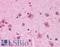 CAPS1 antibody, LS-B4591, Lifespan Biosciences, Immunohistochemistry frozen image 