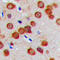 Cadherin Related 23 antibody, LS-C354296, Lifespan Biosciences, Immunohistochemistry frozen image 