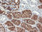 Glutamyl Aminopeptidase antibody, LS-C173596, Lifespan Biosciences, Immunohistochemistry frozen image 