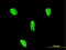 LIM Homeobox 3 antibody, LS-C198519, Lifespan Biosciences, Immunofluorescence image 
