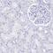 Minichromosome Maintenance Complex Component 2 antibody, HPA031496, Atlas Antibodies, Immunohistochemistry frozen image 