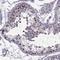 Leucine Zipper And EF-Hand Containing Transmembrane Protein 2 antibody, HPA025032, Atlas Antibodies, Immunohistochemistry frozen image 