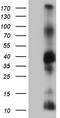 Integral Membrane Protein 2A antibody, TA811877, Origene, Western Blot image 