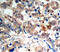 Protein Kinase AMP-Activated Catalytic Subunit Alpha 1 antibody, abx000479, Abbexa, Immunohistochemistry frozen image 