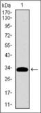Epithelial membrane protein 3 antibody, orb101259, Biorbyt, Western Blot image 