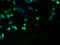 Family With Sequence Similarity 118 Member A antibody, LS-C380021, Lifespan Biosciences, Immunofluorescence image 