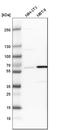 Prolyl 4-hydroxylase subunit alpha-1 antibody, HPA026593, Atlas Antibodies, Western Blot image 