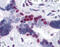 Musashi RNA Binding Protein 1 antibody, 51-487, ProSci, Immunohistochemistry paraffin image 