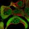 NK-tumor recognition protein antibody, PA5-54563, Invitrogen Antibodies, Immunofluorescence image 