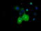 Cytoplasmic dynein 1 light intermediate chain 1 antibody, TA501508, Origene, Immunofluorescence image 
