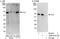 Cryptochrome Circadian Regulator 1 antibody, A302-614A, Bethyl Labs, Western Blot image 