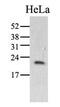 Peptidyl-prolyl cis-trans isomerase C antibody, GTX53767, GeneTex, Western Blot image 