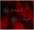 ABL Proto-Oncogene 1, Non-Receptor Tyrosine Kinase antibody, AP0303, ABclonal Technology, Immunofluorescence image 