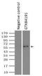 EDL antibody, GTX84191, GeneTex, Immunoprecipitation image 
