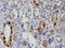 Forkhead Box I1 antibody, LS-C175145, Lifespan Biosciences, Immunohistochemistry paraffin image 