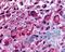 Muscarinic acetylcholine receptor M2 antibody, NLS1333, Novus Biologicals, Immunohistochemistry frozen image 