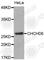 Coiled-Coil-Helix-Coiled-Coil-Helix Domain Containing 6 antibody, A3525, ABclonal Technology, Western Blot image 
