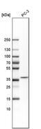 Decapping Enzyme, Scavenger antibody, PA5-58865, Invitrogen Antibodies, Western Blot image 