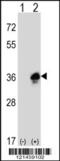 Myelin Protein Zero antibody, 63-552, ProSci, Western Blot image 