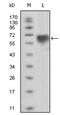 Sky antibody, AM06327SU-N, Origene, Western Blot image 