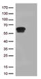 Cell surface A33 antigen antibody, UM800175, Origene, Western Blot image 