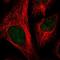 Cilia And Flagella Associated Protein 58 antibody, NBP2-55437, Novus Biologicals, Immunocytochemistry image 