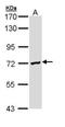 Deleted In Azoospermia 2 antibody, TA309024, Origene, Western Blot image 