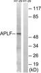 Aprataxin And PNKP Like Factor antibody, TA316219, Origene, Western Blot image 