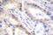 Urocortin antibody, AP06475PU-N, Origene, Immunohistochemistry paraffin image 