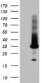 RAB23, Member RAS Oncogene Family antibody, TA809382, Origene, Western Blot image 