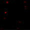Thymopoietin antibody, 6605, ProSci, Immunofluorescence image 