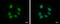 RNA Binding Motif Protein, Y-Linked, Family 1, Member J antibody, GTX122973, GeneTex, Immunocytochemistry image 