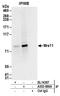 MRE11 Homolog, Double Strand Break Repair Nuclease antibody, A303-998A, Bethyl Labs, Immunoprecipitation image 