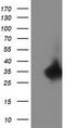 Replication Termination Factor 2 antibody, TA502375S, Origene, Western Blot image 