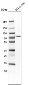 KAT8 Regulatory NSL Complex Subunit 3 antibody, HPA035018, Atlas Antibodies, Western Blot image 