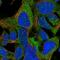 Zinc Finger Protein 764 antibody, PA5-51858, Invitrogen Antibodies, Immunofluorescence image 