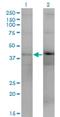 DUSP4 antibody, H00001846-M08, Novus Biologicals, Western Blot image 