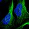 Zinc finger protein 654 antibody, HPA036173, Atlas Antibodies, Immunofluorescence image 