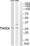 Aly/REF Export Factor antibody, abx015049, Abbexa, Western Blot image 