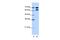 Ribonucleoprotein, PTB Binding 1 antibody, PA5-41934, Invitrogen Antibodies, Western Blot image 
