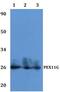 Peroxisomal membrane protein 11C antibody, PA5-75897, Invitrogen Antibodies, Western Blot image 