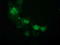 ATPase H+ Transporting V1 Subunit F antibody, TA502388, Origene, Immunofluorescence image 
