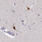 YjeF N-Terminal Domain Containing 3 antibody, HPA060789, Atlas Antibodies, Immunohistochemistry frozen image 