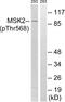 Ribosomal Protein S6 Kinase A4 antibody, LS-C199283, Lifespan Biosciences, Western Blot image 