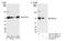 Protein Phosphatase, Mg2+/Mn2+ Dependent 1G antibody, NB110-38867, Novus Biologicals, Western Blot image 